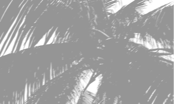 Coconut Palm Tree Shadow Overlay on transparent background