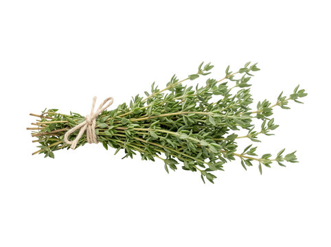 Fresh green thyme bundle tied with twine laying against a black background. Thyme sprigs offer aromatic flavor for culinary cooking, organic seasoning, and herbal harvest illustration.