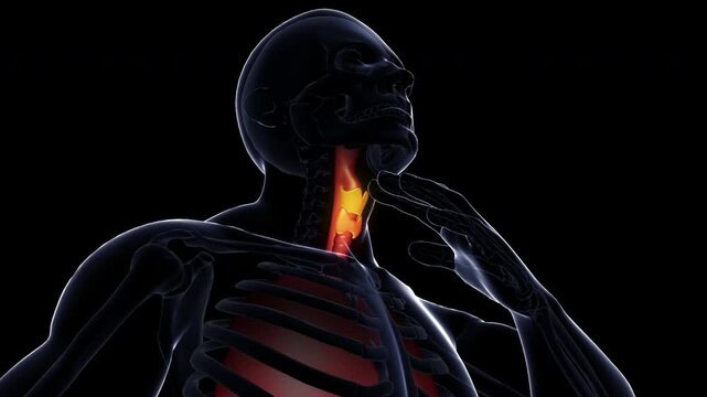 Human Internal organs system 3D animation, throat，medical anatomy video