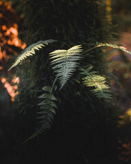 Delicate green fern fronds in soft forest light with a dark moody background © Rawpixel.com