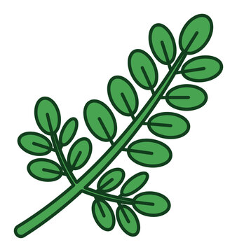 Moringa oleifera green leaf vector, fresh drumstick tree branch illustration, herbal superfood plant icon for health and wellness packaging