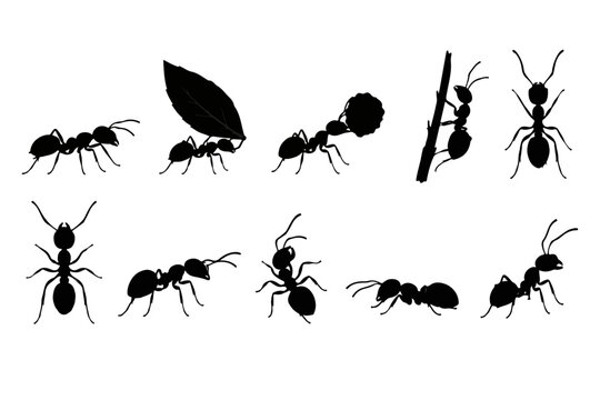set of ants