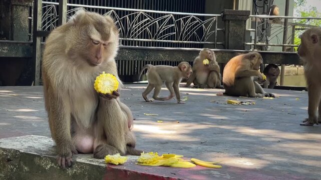 In the foreground, a pig-tailed macaque sits on a concrete curb, holding a piece of corn in its paws. In the background, a group of macaques in an open area are also eating corn.