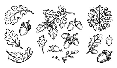 Oak leaf acorn branch and botanical hand drawn outline vector icon collection © MstShirin