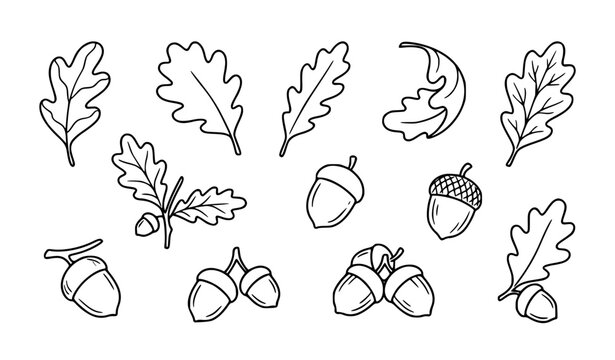 Minimal oak leaf and acorn hand drawn outline vector icon set