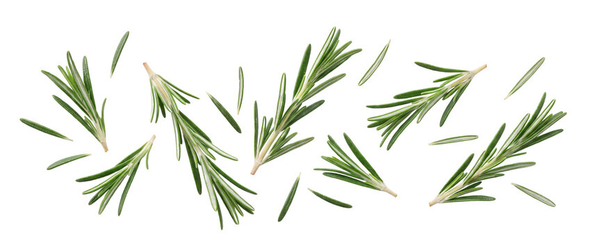 Fresh rosemary isolated on transparent background