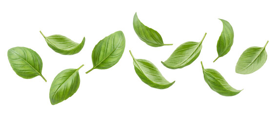 Falling green basil leaves isolated on transparent background