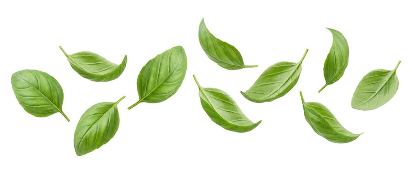 Falling green basil leaves isolated on transparent background
