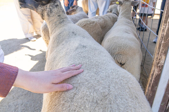 Hand gently petting a sheep in a farm enclosure
