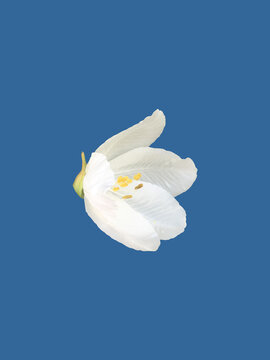 Isolated Bauhinia acuminata flower head or white orchid tree flower or snowy orchid tree flower with clipping paths.