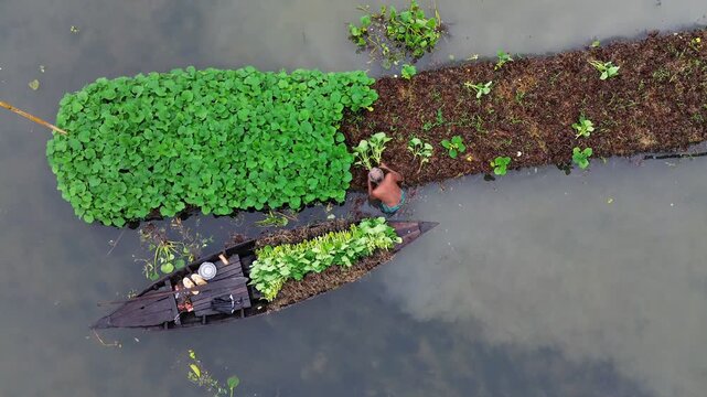 Aerial view of a farmer tending to floating vegetable gardens from a wooden boat in Pirojpur, Barisal Division, Bangladesh.