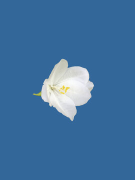 Isolated Bauhinia acuminata flower head or white orchid tree flower or snowy orchid tree flower with clipping paths.