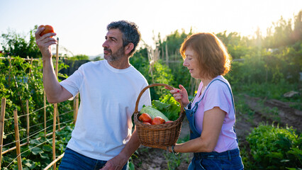 Obraz premium Couple harvesting fresh organic vegetables in home garden