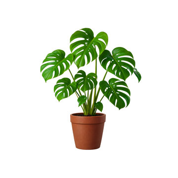 Green potted monstera plant, terracotta clay pot, lush tropical Swiss cheese plant leaves, indoor botanical home decor garden