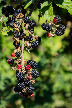 Wild blackberry branch featuring a mix of dark purple ripe fruits and red unripe drupes set against a blurred background in Europe