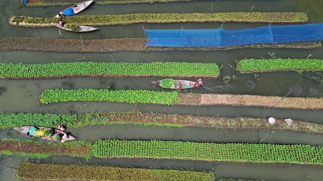 Aerial view of floating vegetable gardens with farmers in wooden boats navigating water channels in Pirojpur Pourashava, Barisal Division, Bangladesh.