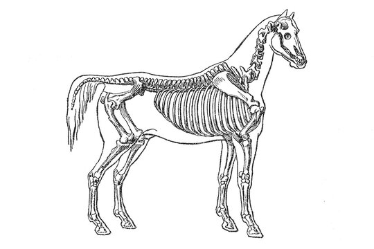 Horse skeleton, lateral view with labeled bones, old vintage illustration, 1897.