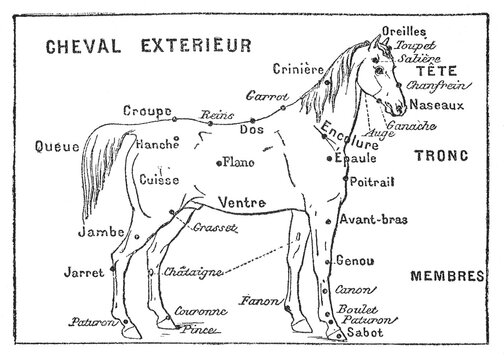 Horse exterior parts labeled in French, educational equine anatomy diagram, old vintage illustration, 1897.