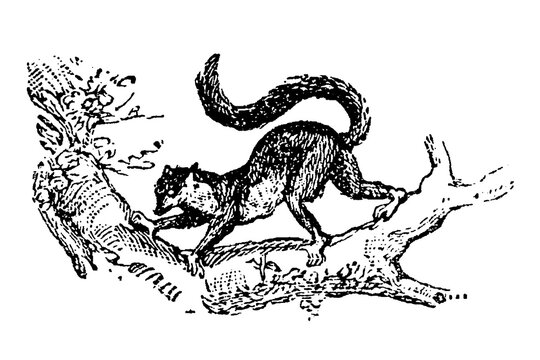 Lemur navigating along a tree branch, vintage zoological engraving, old vintage illustration, 1897.