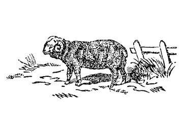 Sheep standing beside a wooden fence, detailed wool texture, old vintage illustration, 1897. © Timofeeff