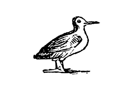 Common snipe (Gallinago gallinago) standing, natural history engraving, old vintage illustration, 1897.