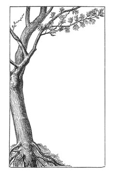 Tree with exposed roots and flowering branch, simple botanical sketch, old vintage illustration, 1897.