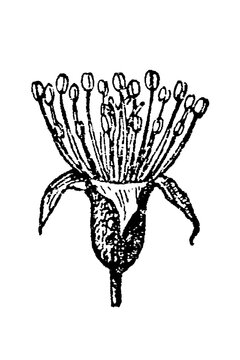 Pear flower stamen with delicate linework, vintage botanical illustration, 1897.
