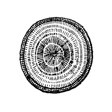 Pear tree cross-section with concentric rings and textured wood grain, old vintage illustration, 1897.