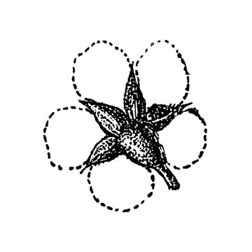 Pear flower calyx with five solid and five dotted petals, botanical sketch, old vintage illustration, 1897.