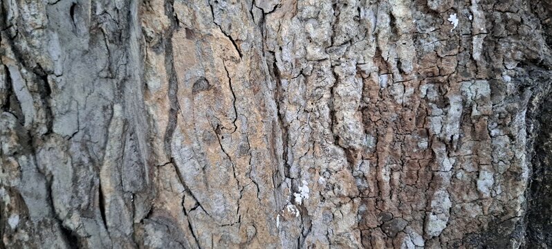 Rough Tree Bark Texture Macro Background