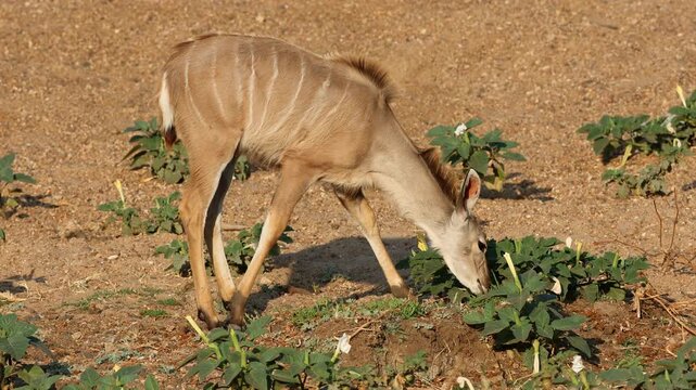 A young kudu antelope (Tragelaphus strepsiceros) feeding in natural habitat, Kruger National Park, South Africa