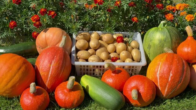 Video of harvest of potatoes, pumpkins, and squash on green lawn against backdrop of bed of blooming marigolds on sunny September day at the dacha. Autumn gardening. Close-up view