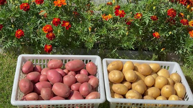 Video of freshly harvested crop of organic yellow and red potatoes on plastic containers on green lawn against background of blooming marigolds on sunny September day. Autumn garden work on dacha