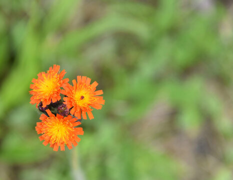Three orange and yellow fox-and-cubs flowers, Pilosella aurantiaca, shot from above with shallow focus. Photo with copy space taken in south of Sweden. 