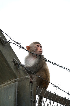 macaque