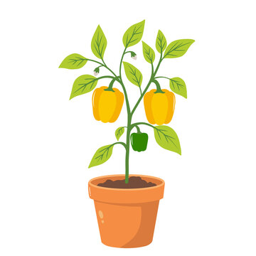 bell pepper plant in pot with orange peppers potted vegetable