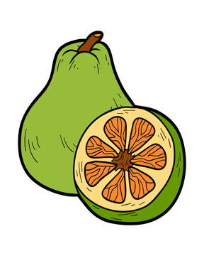 Hand drawn ugli in sketch style with black outline. Vector fruit isolated on white background. Colorful image for healthy food themes, printable activities, packaging and clipart