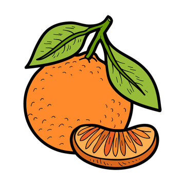 Hand drawn orange mandarin in sketch style with black outline. Vector fruit isolated on white background. Colorful image for healthy food themes, printable activities, packaging and clipart