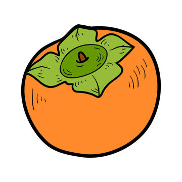 Hand drawn Persimmon in sketch style with black outline. Vector fruit isolated on white background. Colorful image for healthy food themes, printable activities, packaging and clipart