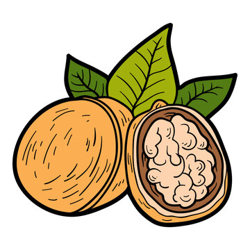 Hand drawn walnut in sketch style with black outline. Vector nuts isolated on white background. Colorful image for healthy food themes, printable activities, packaging and clipart