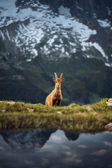 Naklejka premium Alpine ibex in the Mont Blanc massif