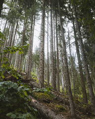 Naklejka premium Preserved woodland in Chamonix Valley