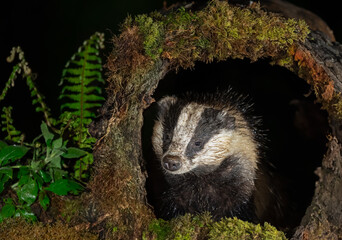 Badger, Scientific name: Meles meles.  Adult badger peeping through a hollowed out tree stump on a rainy night in natural woodland habitat in Scottish forest. Facing front.  Horizontal.  Copy space © Moorland Roamer