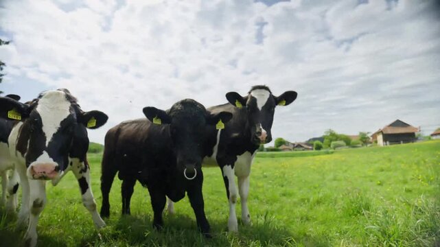 Cows grazing on lush green pasture in rural landscape at sunny summer day.