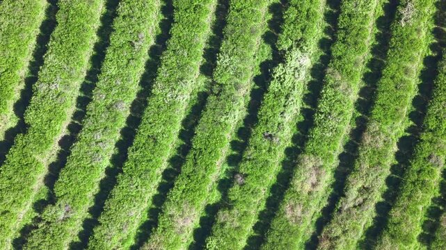 Aerial view of citrics plantation rows, Brazil.