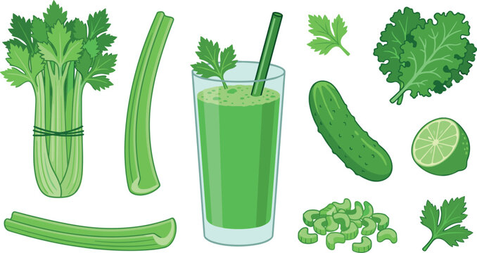 Healthy Green Smoothie and Celery Juice Vector Illustration Set Featuring Glass with Straw, Fresh Celery Stalks, Cucumber, Lime, and Kale Leaves