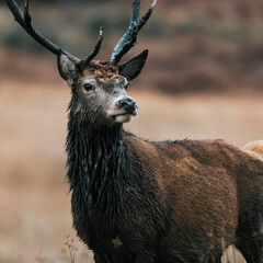Naklejka premium Wild deer with beautiful large antlers