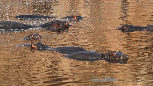 A group of a hippos (Hippopotamus amphibius) resting in water, Kruger National Park, South Africa