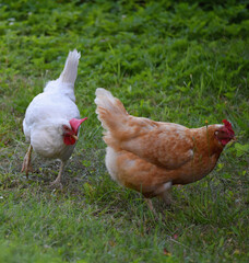 A Rhode Island Chicken breed couple with a white cockerel chasing a red hen. Photo with shallow focus.  © Chanteur-de-Vent