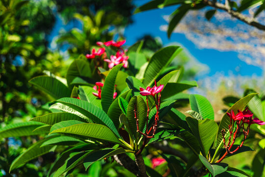 Pink Frangipani Blossoms Among Tropical Foliage